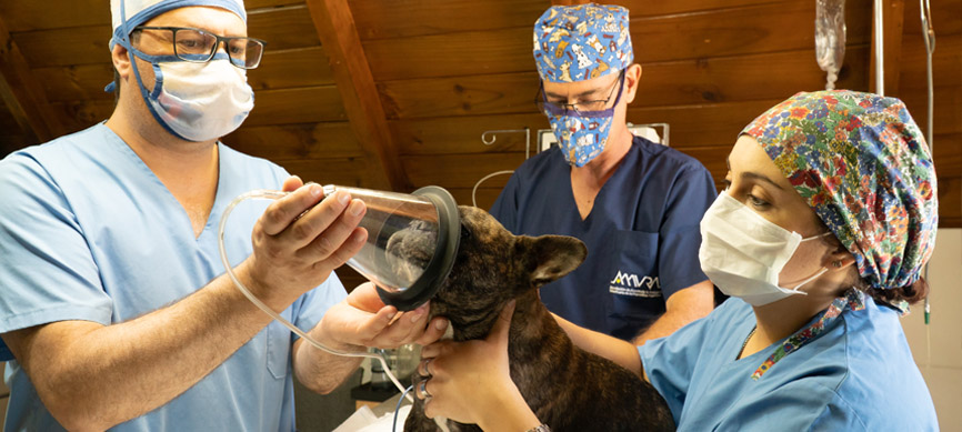 veterinary assistant diploma in dubai